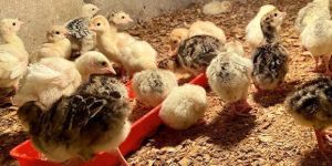Mixed Turkey Day Old Chicks