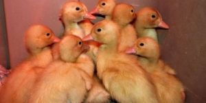 White Pekin Duck Day Old Chicks