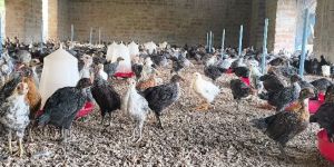 Multicolor Pure Sonali Chicks