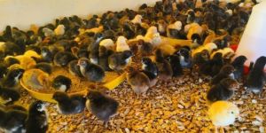 Multicolour Giriraja Chicks