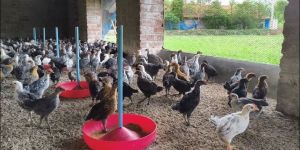 1 Month Old Country Chicks