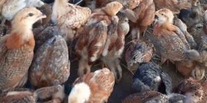 Brown High Breed Giriraja Chicks