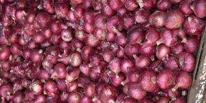 Fresh Red Onion