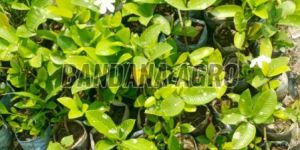 Jasmine Flower Plant