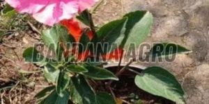 Pink Hibiscus Flower Plant