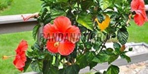 Red Hibiscus Flower Plant