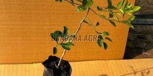 Well Watered Lime Plant