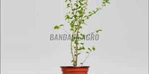 White Hibiscus Flower Plant