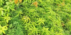 Red Sandalwood Plant