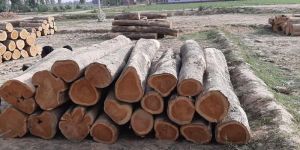 Teak Wood Logs