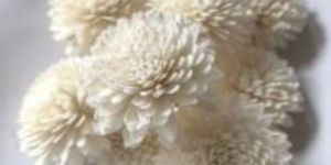 Sola Wild Zinnia Flower