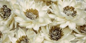 Sola Wood Sunshine Flowers