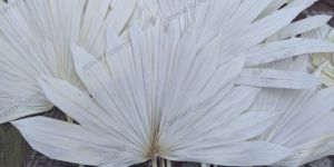 White Small Palm Leaves