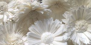 White Sola Wood Sunflower