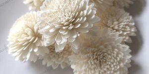 Zinnia Sola Wood Flowers