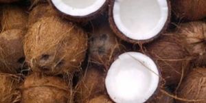 Pollachi Coconut