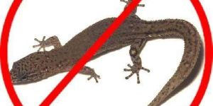 Lizard Control Service