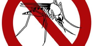 Rodent Control Service