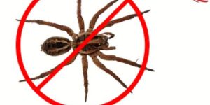 Spider Control Services