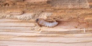 Wood Borer Control Service