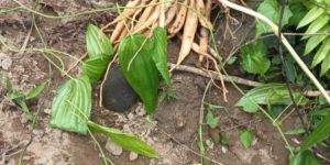 Stemona Tuberosa Roots
