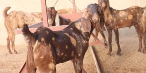 Live Sirohi Goats