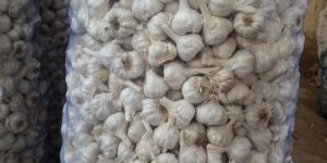 Extra Bom Fresh Garlic