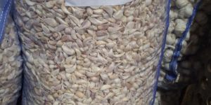 G2 Kuli Fresh White Garlic