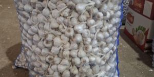 Medium Fresh White Garlic