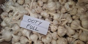 Ooty Full Fresh White Garlic