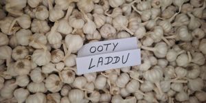Ooty Laddu Fresh White Garlic