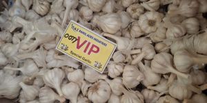 Ooty Vip Fresh White Garlic
