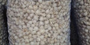 Pudi Fresh White Garlic