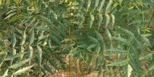 NEEM PLANTS