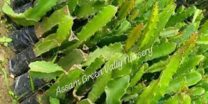 Pink Dragon Fruit Plant