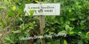 Seedless Lemon Plant