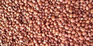Cowpea Seeds