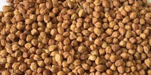 high protein desi chick peas