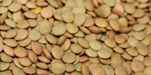 Green Lentils