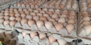 Double Yolk Jumbo Chicken Eggs