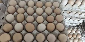 Kadaknath Chicken Egg