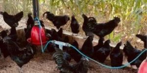 Kadaknath Hen Chickens