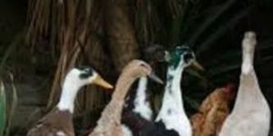 Nattu Vaathu Indian Runner Duck Poultry Chicks
