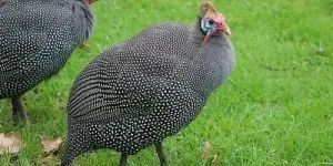 One Month Helmeted Guinea Fowl Chicks