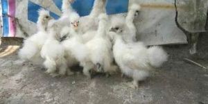 Police Cap Silky Poultry Chicks