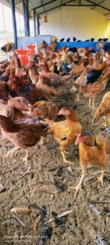 Pure Desi Country Chicken