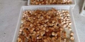 Rhode Island Poultry Chicks