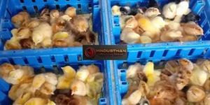 Sasso Poultry Chicks