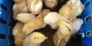 Srs Aseel Cross Chicks