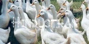 White Pekin Poultry Chicks